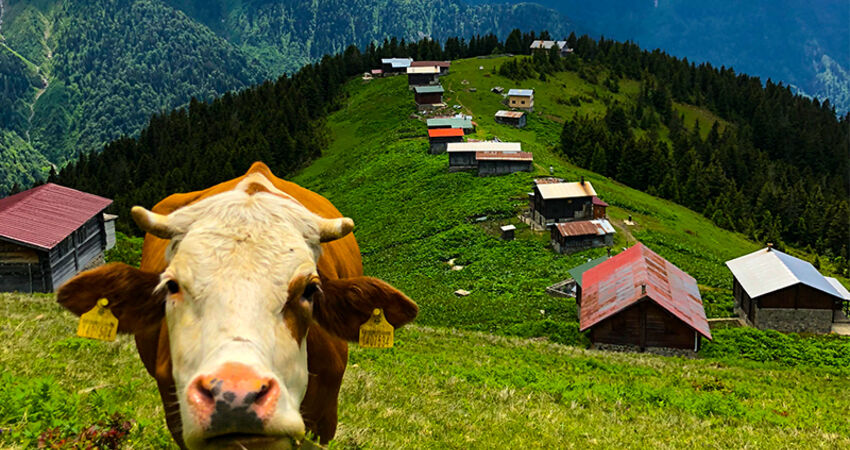 DÜŞLERDEN GERÇEĞE YAYLALAR TURU